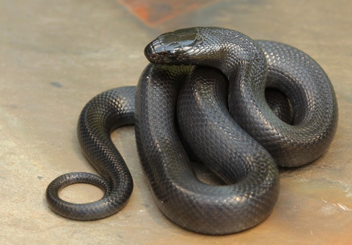 Mexican Black Kingsnake